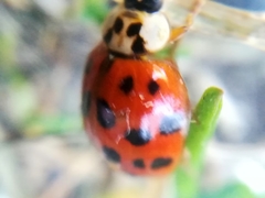 Harmonia axyridis