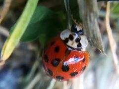 Harmonia axyridis