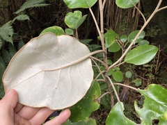 Brachyglottis rotundifolia rotundifolia
