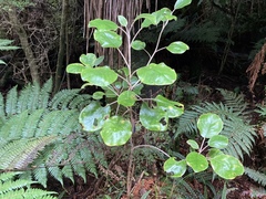 Brachyglottis rotundifolia rotundifolia