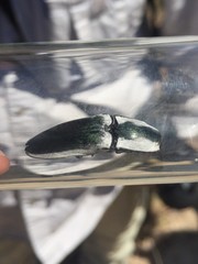 Chalcolepidius webbi