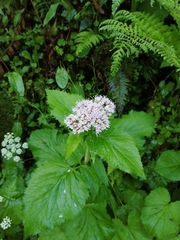Valeriana pyrenaica