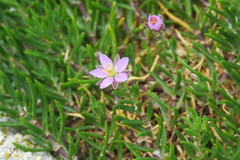 Spergularia melanocaulos