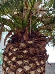 Phoenix canariensis
