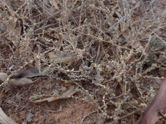 Atriplex pumilio