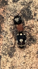 Ronisia barbarula