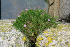 Spergularia melanocaulos