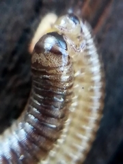 Cylindroiulus punctatus