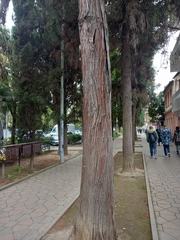 Cryptomeria japonica