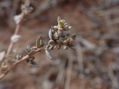 Atriplex pumilio