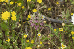 Anacamptis sancta