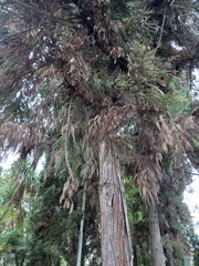 Cryptomeria japonica