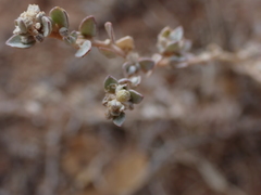 Atriplex pumilio