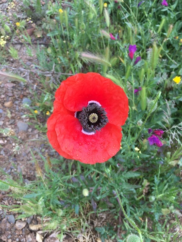 common poppy