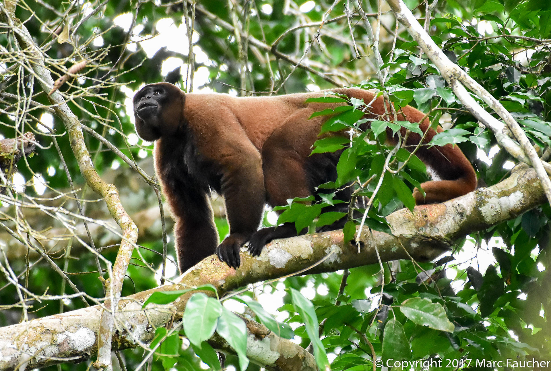 Poeppig's Woolly Monkey (Subspecies Lagothrix lagothricha poeppigii) ·  iNaturalist Guatemala