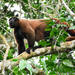 Poeppig's Woolly Monkey - Photo (c) pfaucher, some rights reserved (CC BY-NC), uploaded by pfaucher