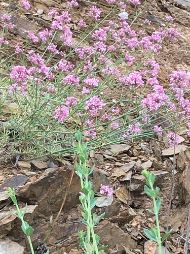 Hexaphylla hirsuta