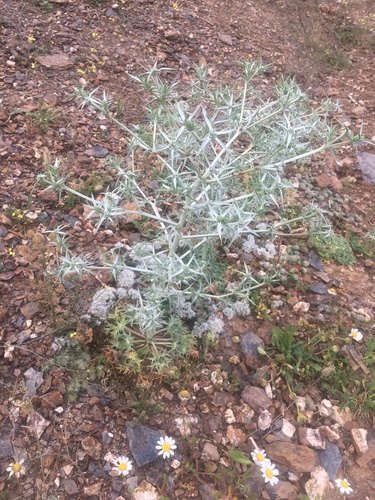 Eryngium triquetrum