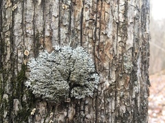 Physconia subpallida