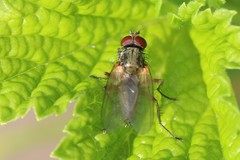 Hydrophoria linogrisea