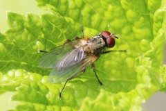 Hydrophoria linogrisea