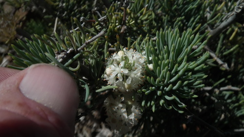 Image of Asparagus crassicladus by (c) Shaun Swanepoel, some rights reserved (CC BY)