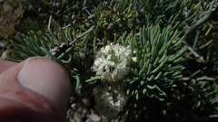 Asparagus crassicladus