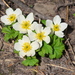White Globeflower - Photo (c) Paul Tavares, some rights reserved (CC BY-NC), uploaded by Paul Tavares
