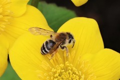Andrena gravida