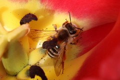 Andrena gravida