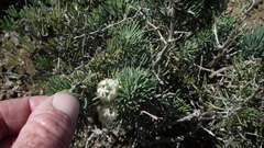 Asparagus crassicladus