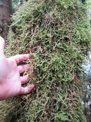 Weymouthia cochlearifolia