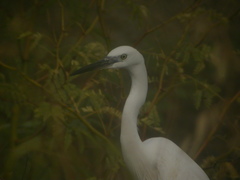 Egretta garzetta