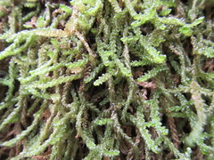 Weymouthia cochlearifolia