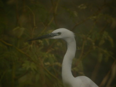 Egretta garzetta