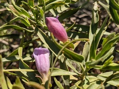 Eremophila freelingii