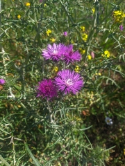 Galactites tomentosus