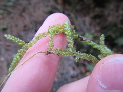 Weymouthia cochlearifolia