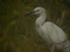 Egretta garzetta