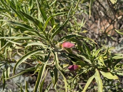 Eremophila freelingii