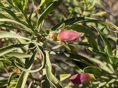 Eremophila freelingii