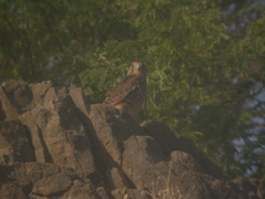 Falco tinnunculus