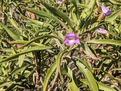 Eremophila freelingii
