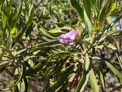 Eremophila freelingii