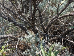 Eremophila freelingii