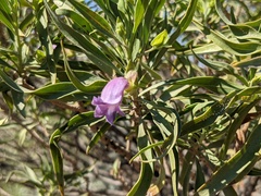 Eremophila freelingii