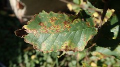 Phloeospora ulmi