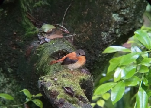 Black-and-orange Flycatcher (Ficedula nigrorufa), photo 7