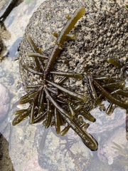 Splachnidium rugosum