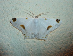 Sericoptera